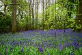 Bluebells and wild garlic in Rossmore Forest Park - May 2017 (3)
